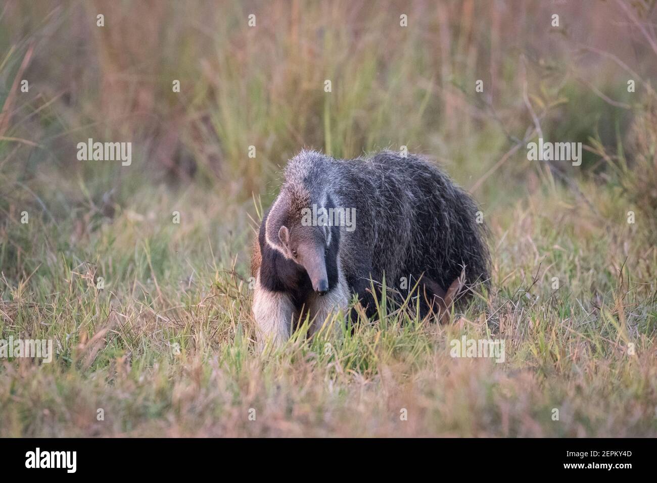 Giant anteater on Fazenda Barranco Alto, Mato Grosso do Sul, Brazil Stock Photo