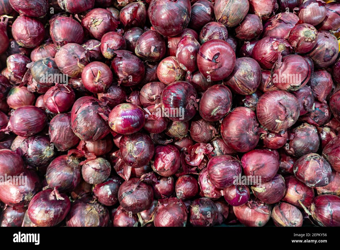 5 kg farm onions in a red pp mesh bag. Polypropylene net sack with 11 lb of  organic onions on a brown floor indoors. Buying fresh vegetables in bulk  Stock Photo - Alamy