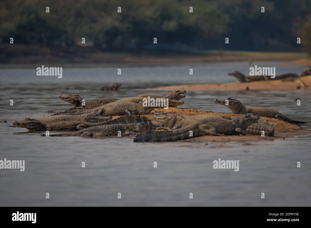 A caiman at Fazenda Barranco Alto, Mato Grosso do Sul, Brazil. Stock Photo