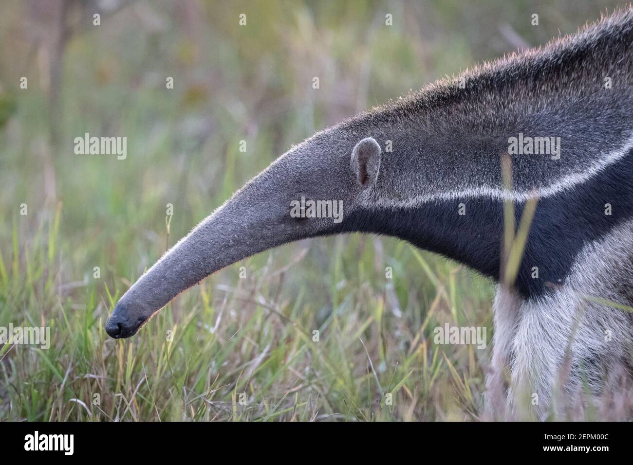 Giant anteater on Fazenda Barranco Alto, Mato Grosso do Sul, Brazil Stock Photo