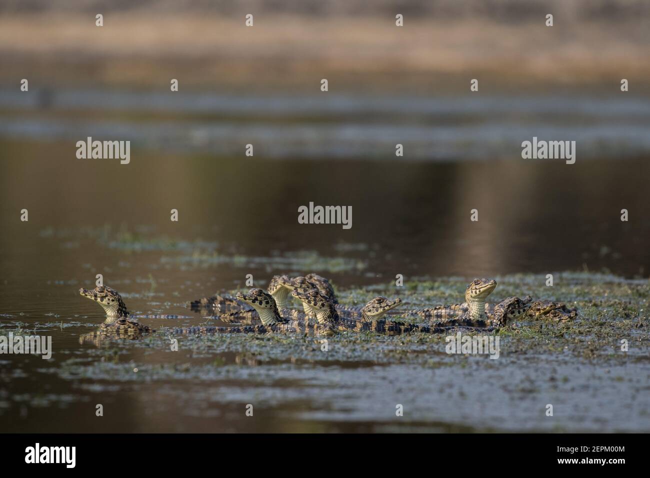 A caiman at Fazenda Barranco Alto, Mato Grosso do Sul, Brazil. Stock Photo