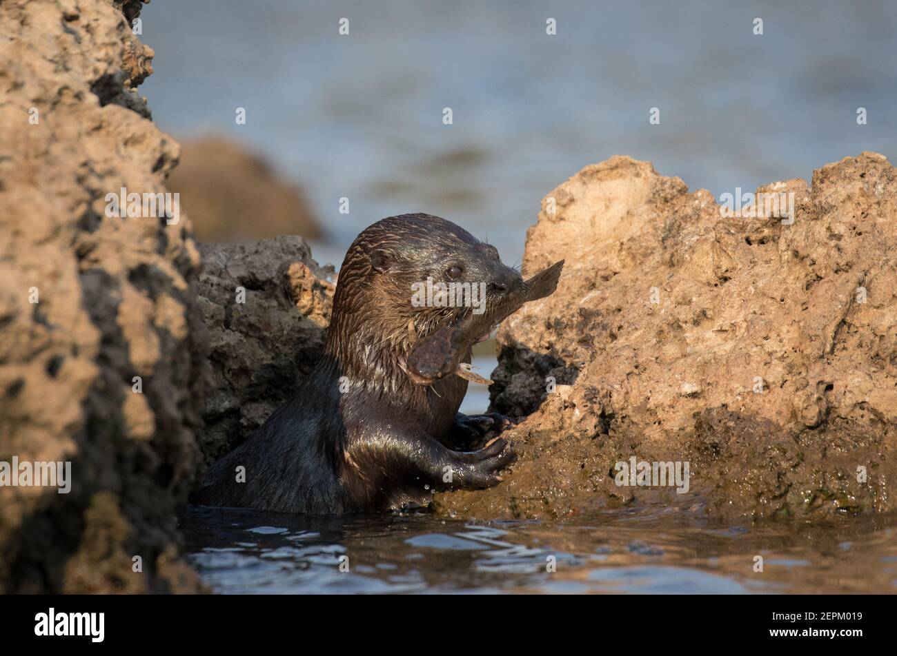Neotropical otter in Fazenda Barranco Alto, Mato Grosso do Sul, Brazil. Stock Photo