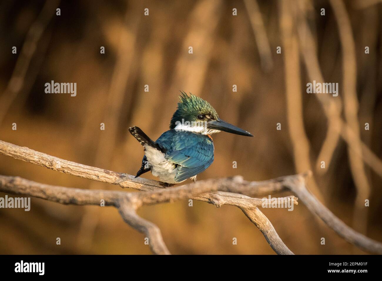 Amazon Kingfisher in Fazenda Barranco Alto, Mato Grosso do Sul, Brazil. Stock Photo