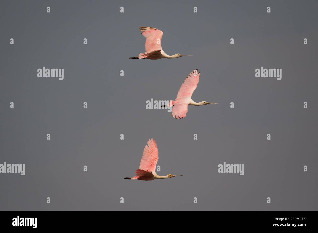 Roseate spoonbill in the Pantanal Stock Photo