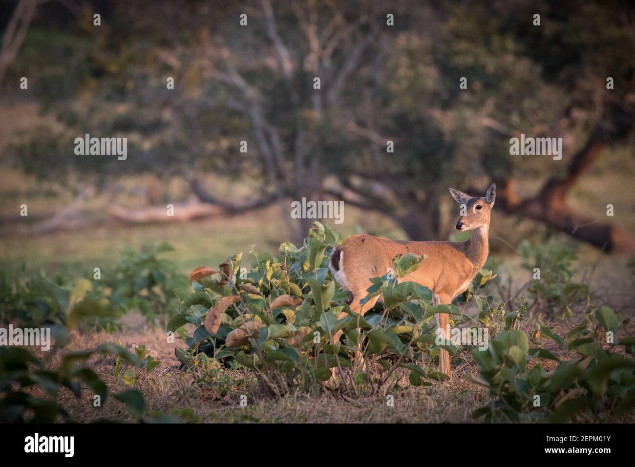 Pampas deer photographed at Fazenda Barranco Alto, Brazil. Stock Photo