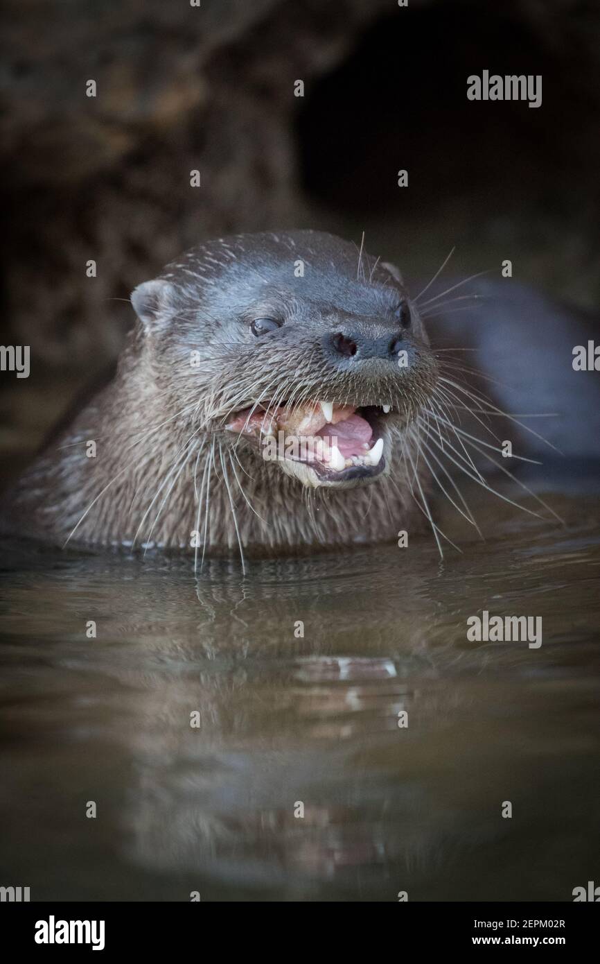 Neotropical otter in Fazenda Barranco Alto, Mato Grosso do Sul, Brazil. Stock Photo