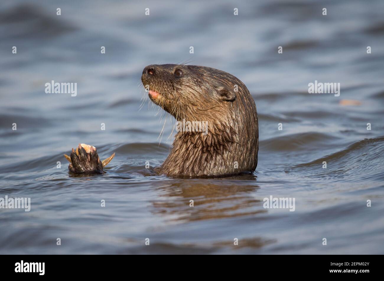 Neotropical otter in Fazenda Barranco Alto, Mato Grosso do Sul, Brazil. Stock Photo