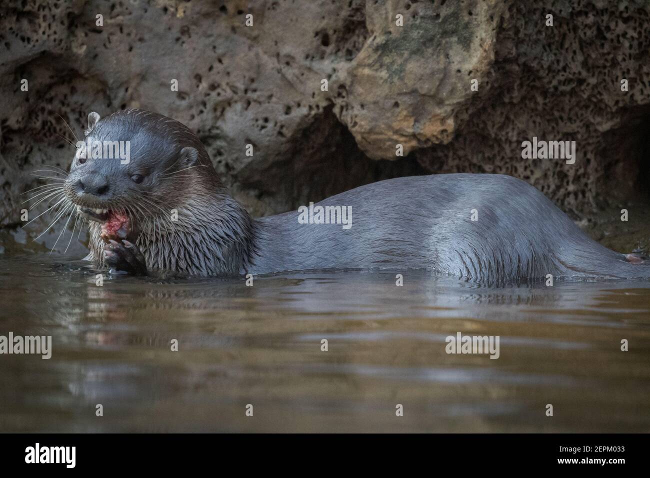 Neotropical otter in Fazenda Barranco Alto, Mato Grosso do Sul, Brazil. Stock Photo