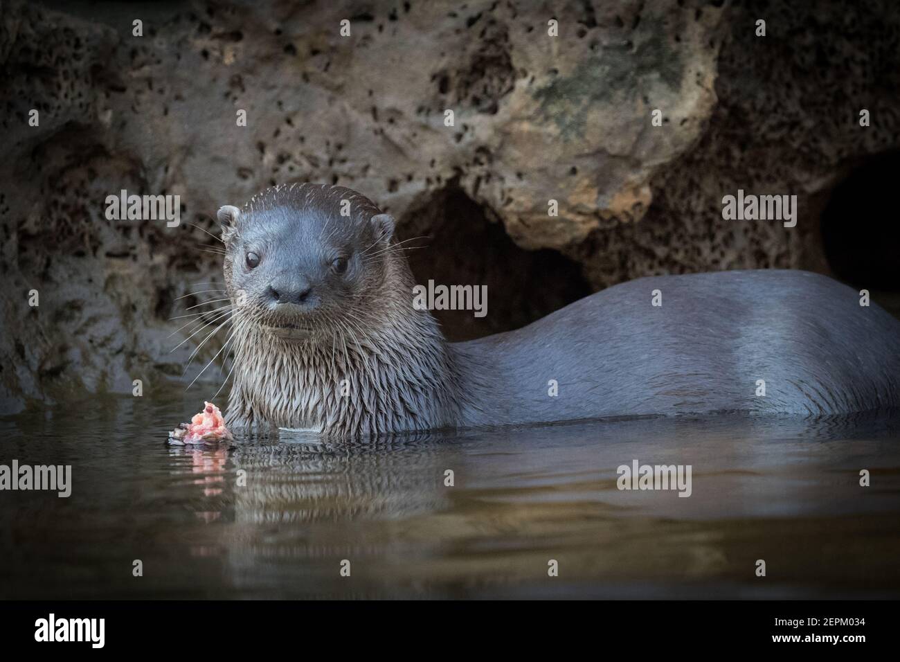 Neotropical otter in Fazenda Barranco Alto, Mato Grosso do Sul, Brazil. Stock Photo