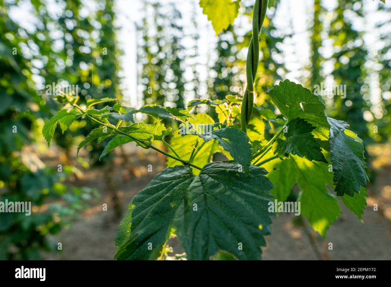 Green hops field. Fully grown hop bines. Hops field in Bavaria Germany. Hops are main ingredients in Beer production Stock Photo