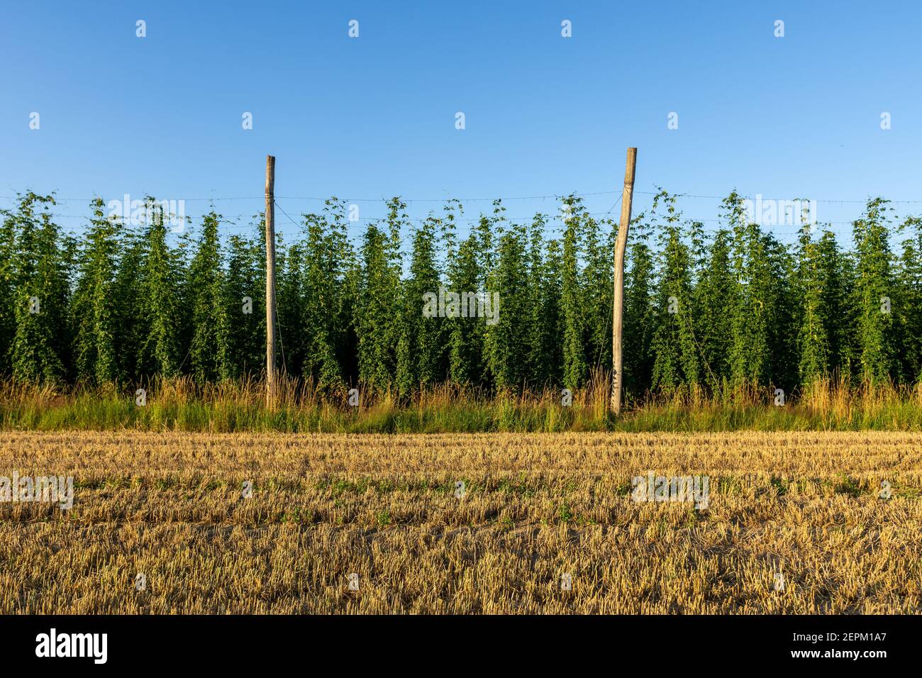 Green hops field. Fully grown hop bines. Hops field in Bavaria Germany. Hops are main ingredients in Beer production Stock Photo