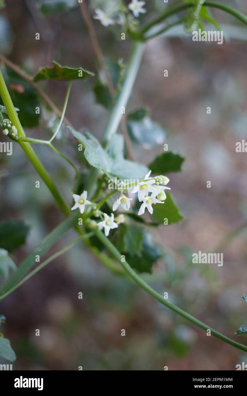 Staminate inflorescences bloom on Chilicothe, Marah Macrocarpa, Cucurbitaceae, native vine in Topanga State Park, Santa Monica Mountains, Winter. Stock Photo