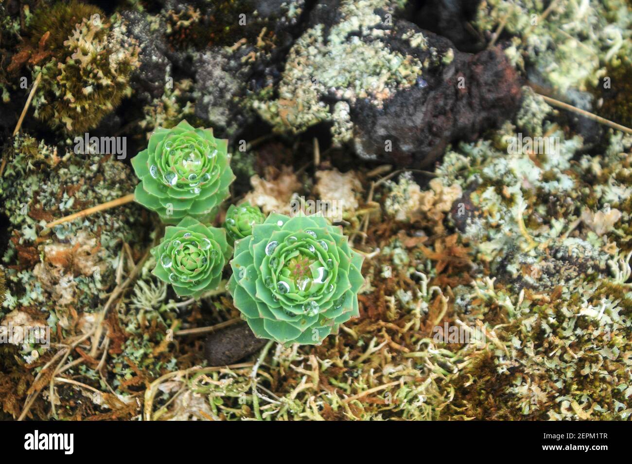 Wet vegetation of Snaefellsnes National Park, Iceland Stock Photo