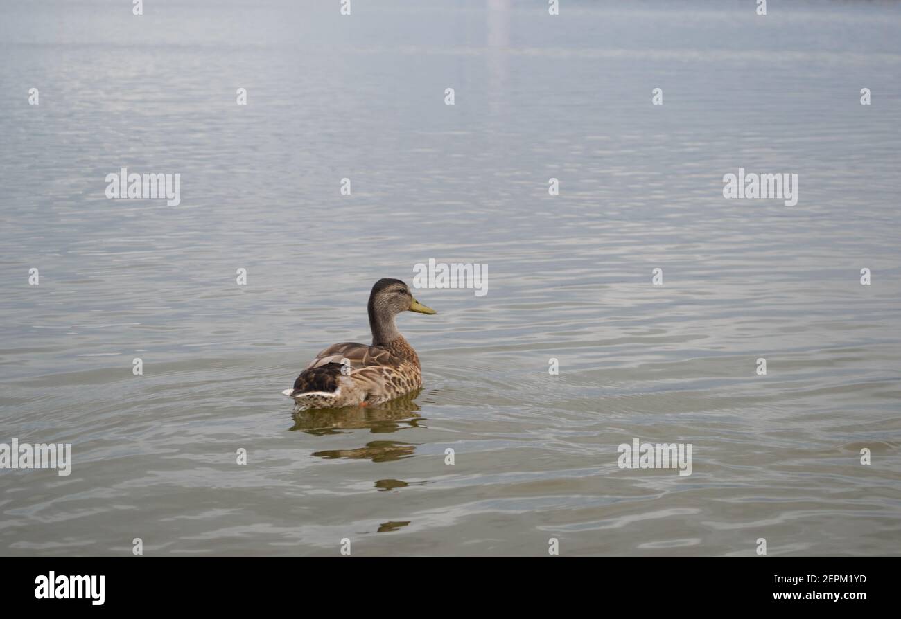A brown flecked mallard duck (Anas platyrhynchos) swimming away in the peaceful, tranquil open water of a lake Stock Photo