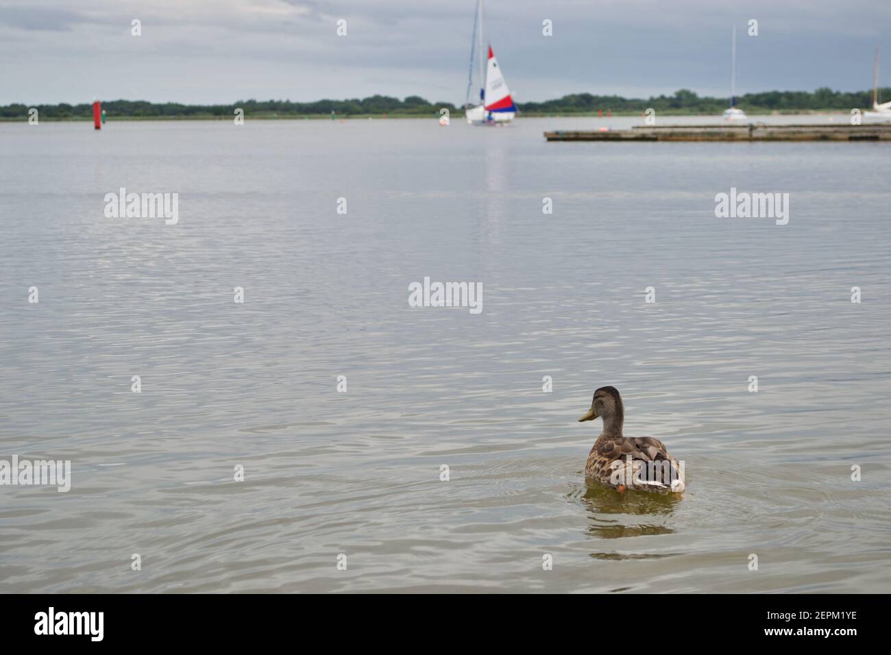 A brown flecked mallard duck (Anas platyrhynchos) swimming in open water of a lake with sailing boats in the distance / background (Norfolk Broads, UK Stock Photo