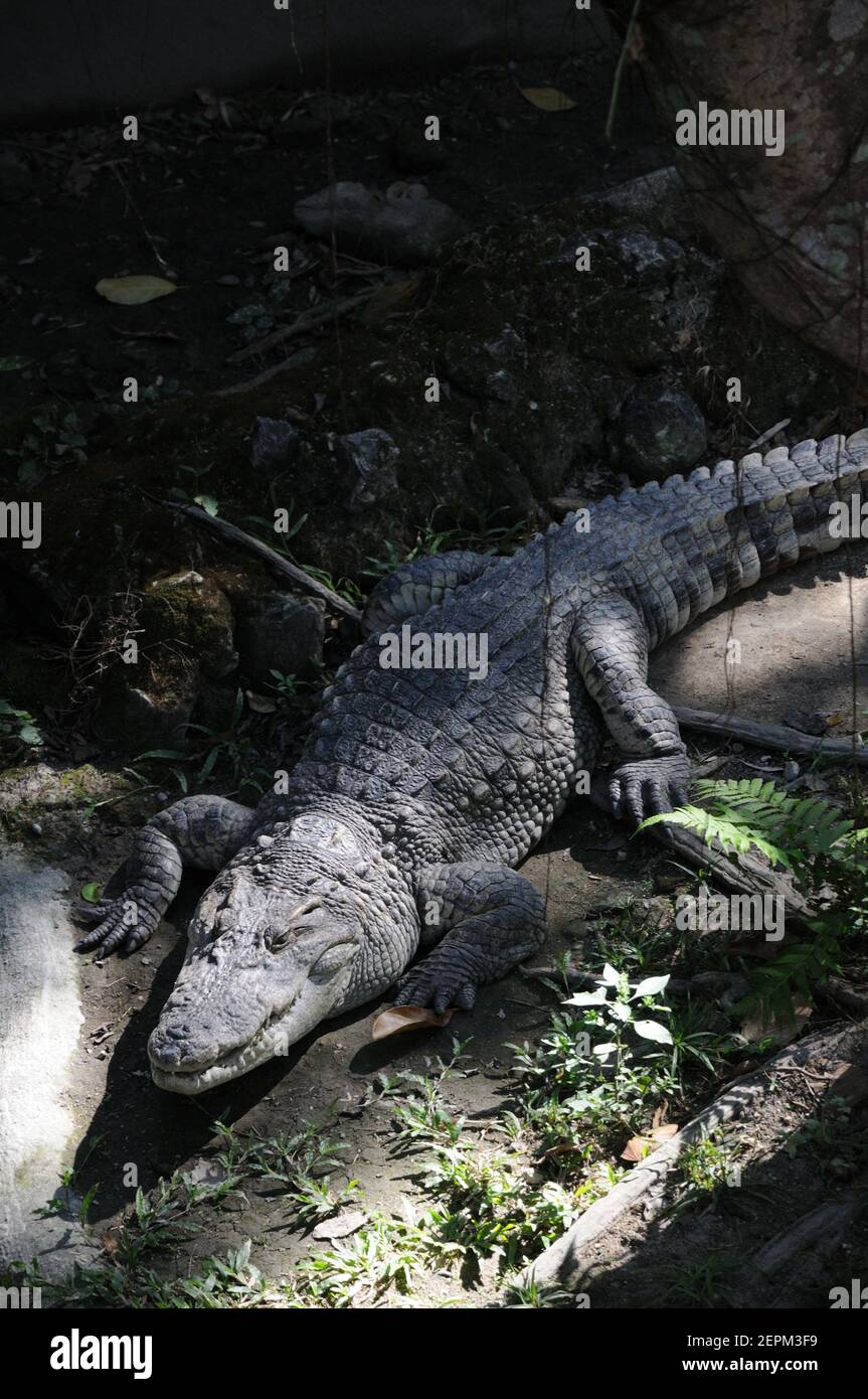 Captive Siamese crocodile basking in the sunshine in its enclosure at Chiang Mai Zoo, Thailand Stock Photo