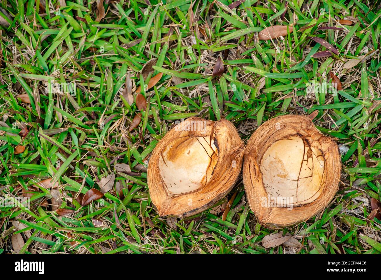 An opened coconut lies in the grass on the bank of Snapper Creek in Pinecrest, Florida. Stock Photo