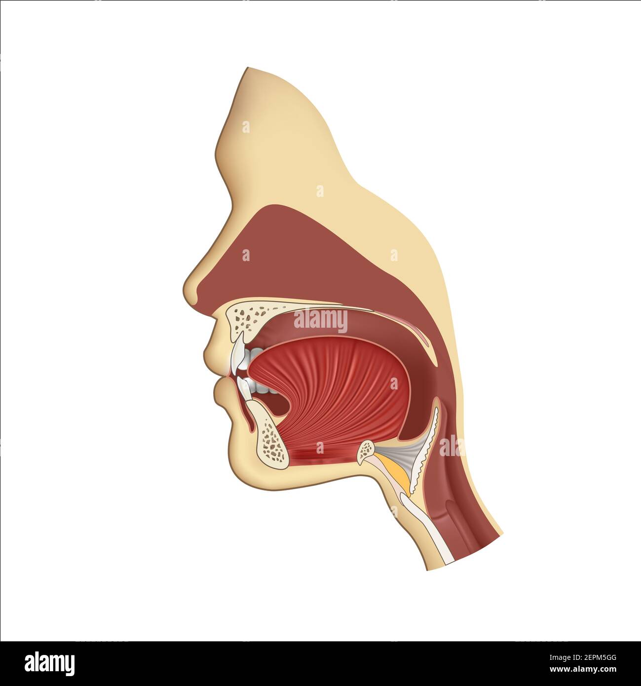 Anatomy Of Mouth And Throat Biology Diagrams