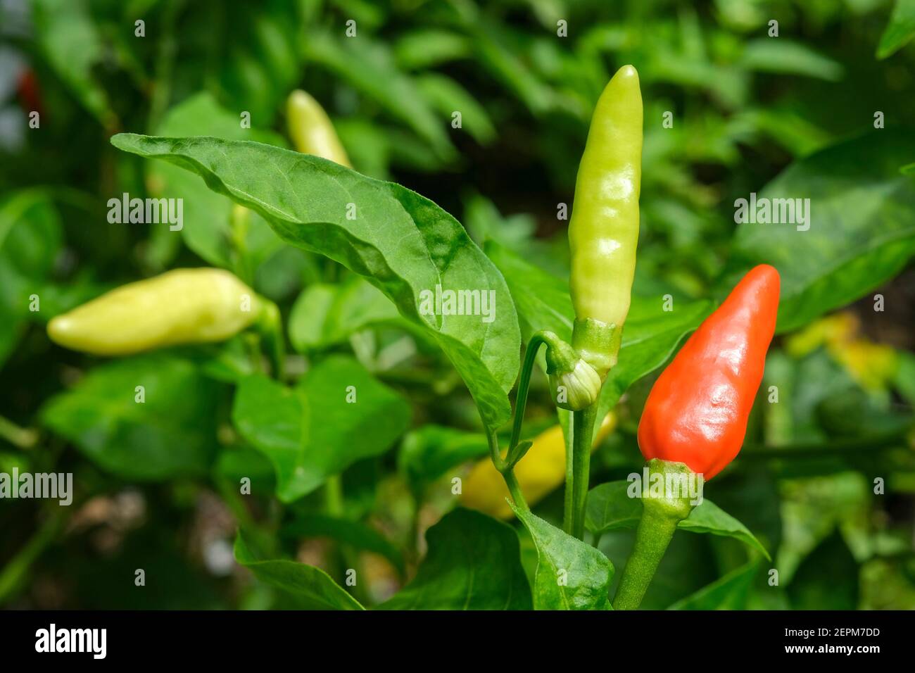 Chili peppers on chilli bush Stock Photo