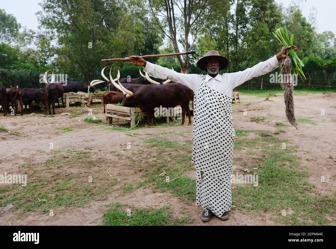 A Rwandan Ankole cattle herder. Stock Photo
