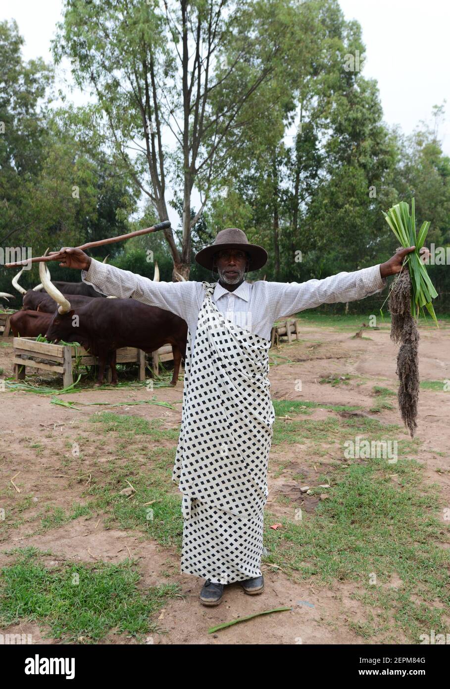 A Rwandan Ankole cattle herder. Stock Photo