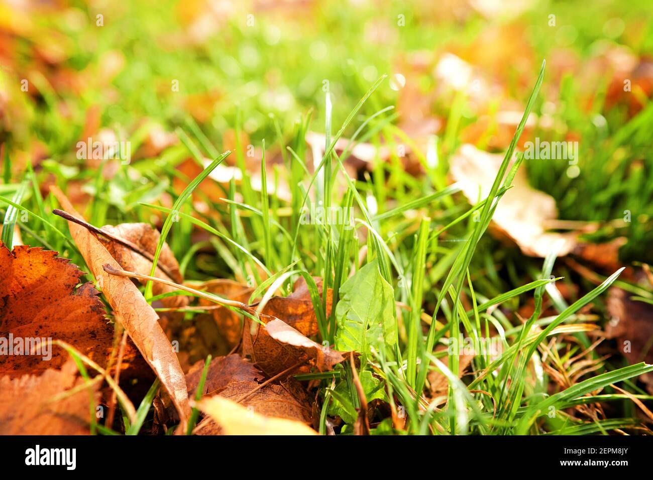Yellow autumn leaves on grass in beautiful fall park, macro closeup. Autumn maple colorful leaf close up, natural background. Stock Photo