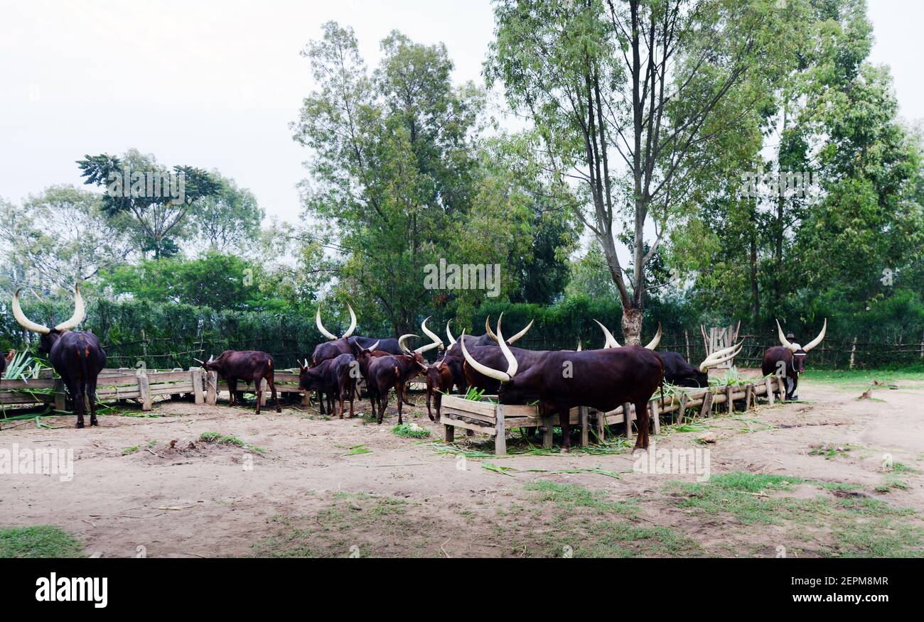 The long horned royal Rwandan cow (Ankole cattle breed- Inyambo ) at the royal palace in Huye, Rwanda. Stock Photo