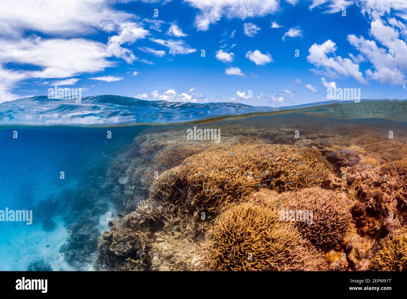 Coral Reef with Sky at Lady Musgrave, Queensland, Australia Stock Photo