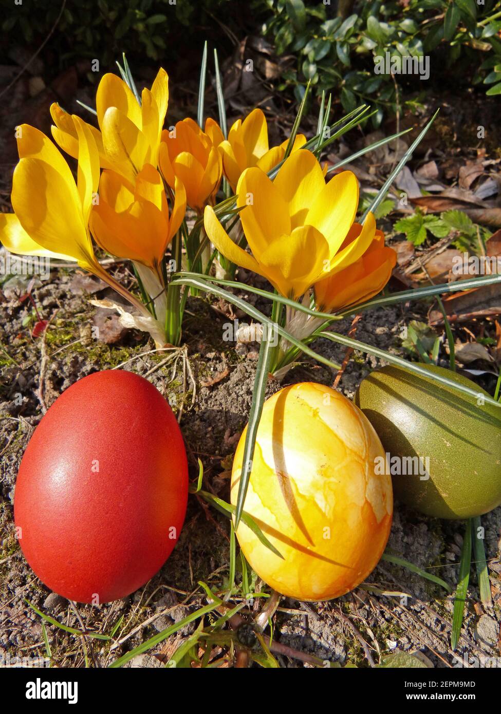 Yellow Crocuses And Coloured Easter Eggs Stock Photo