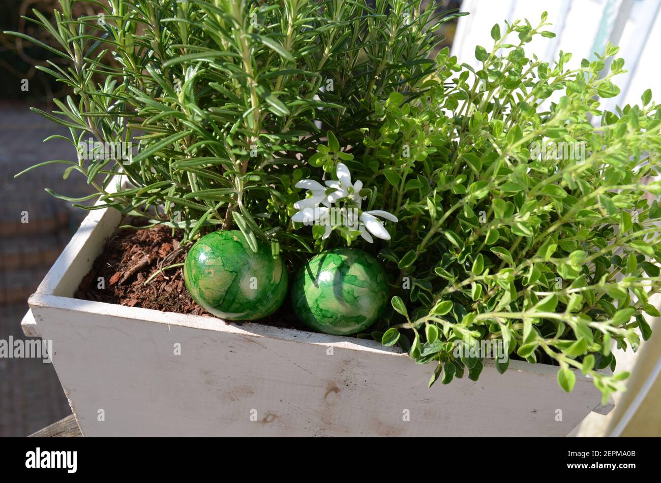 Green Easter Eggs And Snowdrops In A Herb Pot Stock Photo