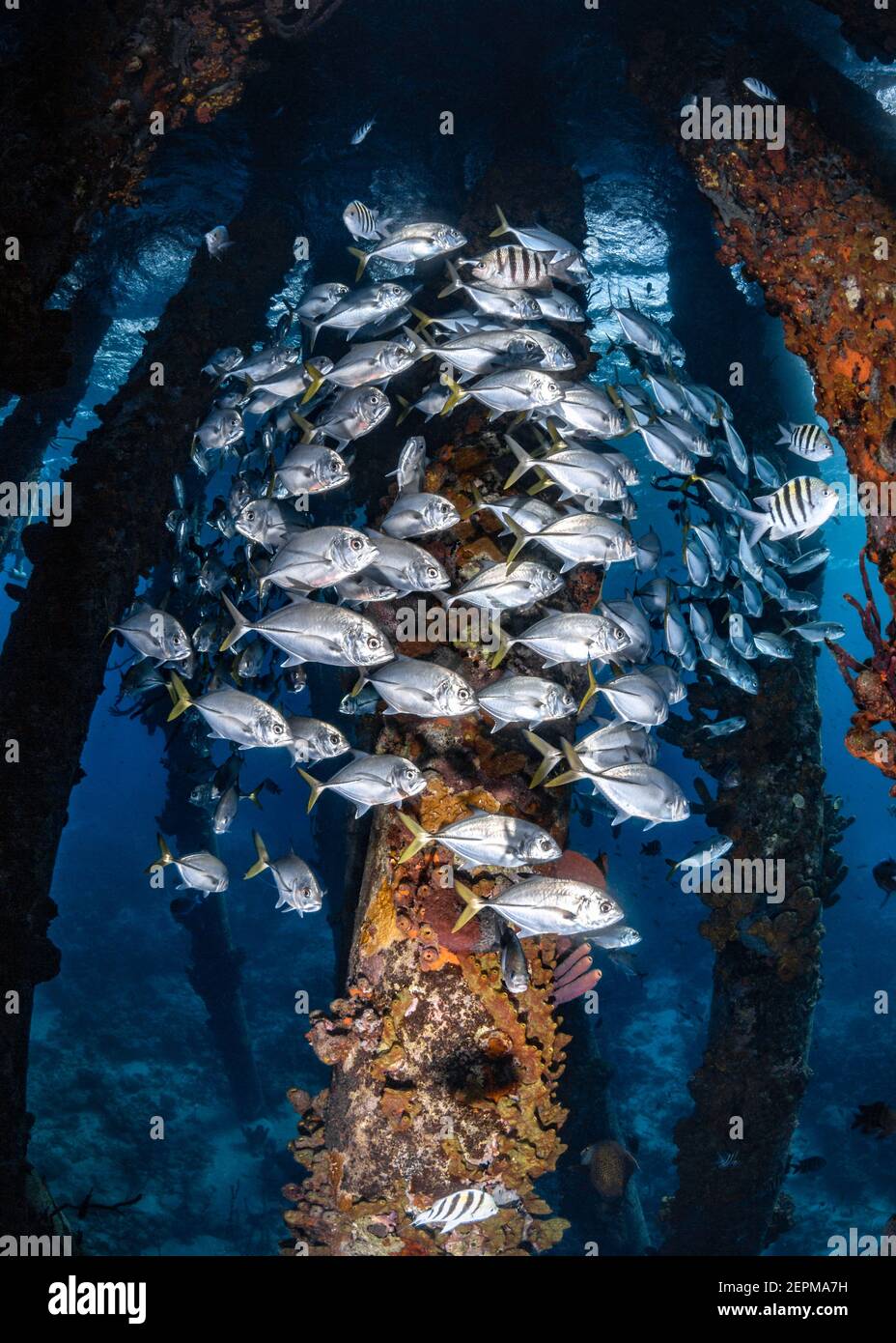 School of Fish underneath the Salt Pier of Bonaire, Leeward Antilles Stock Photo