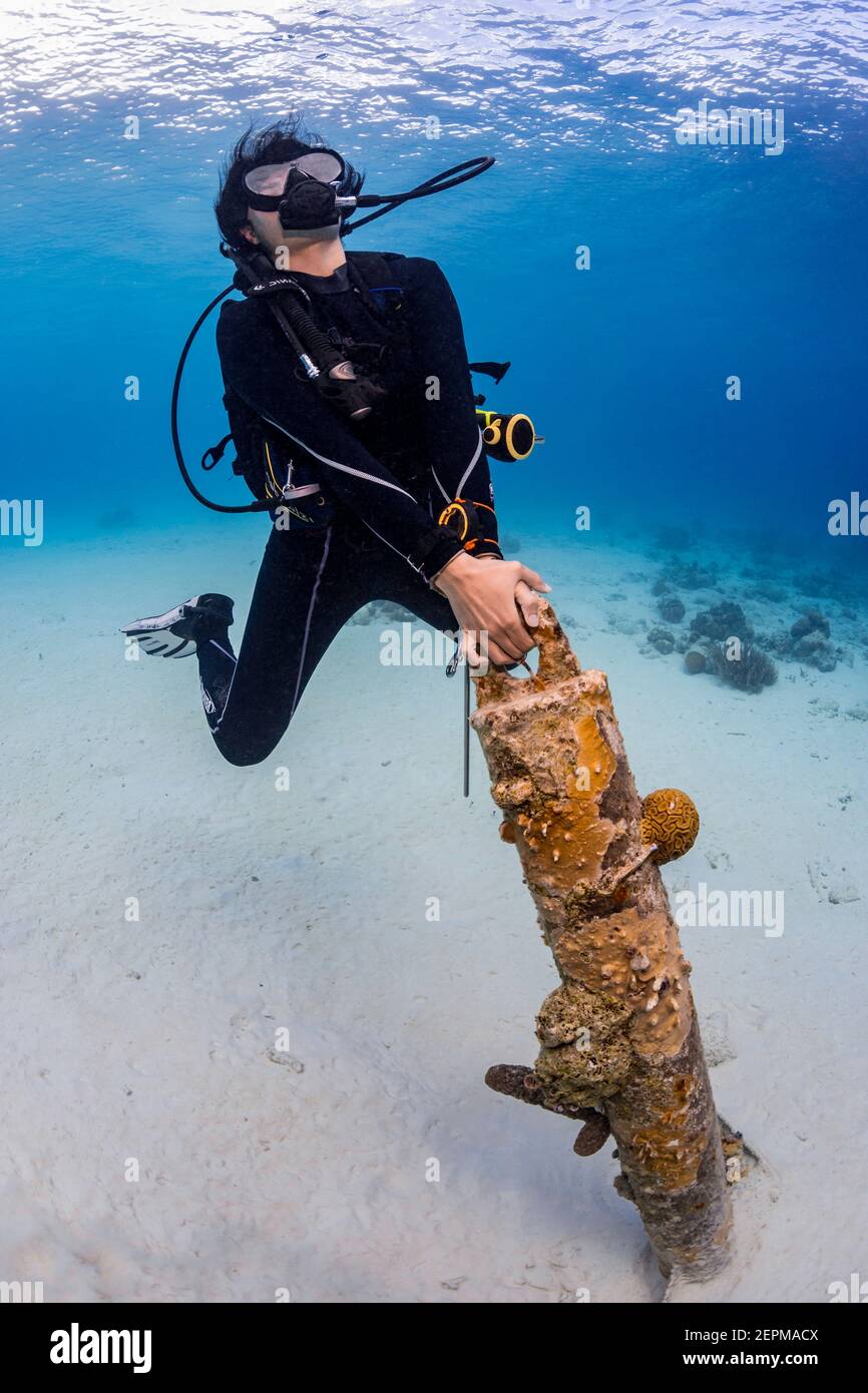 Scuba Diver trying to pull up Anchor in Bonaire, Leeward Antilles Stock Photo
