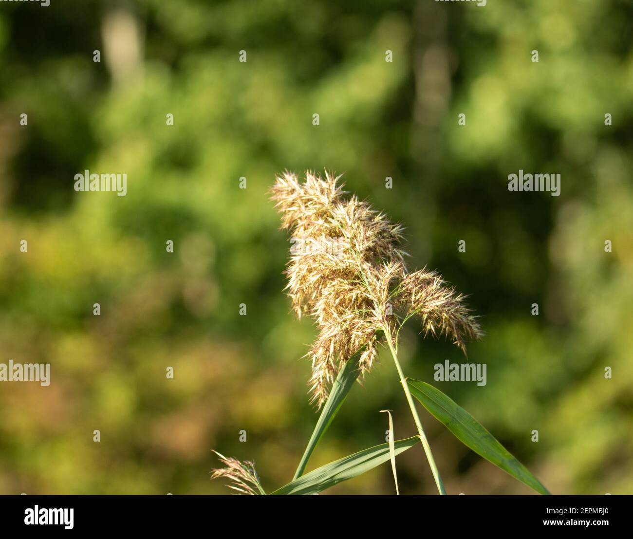marsh sedge plant flowering against a natural background Stock Photo