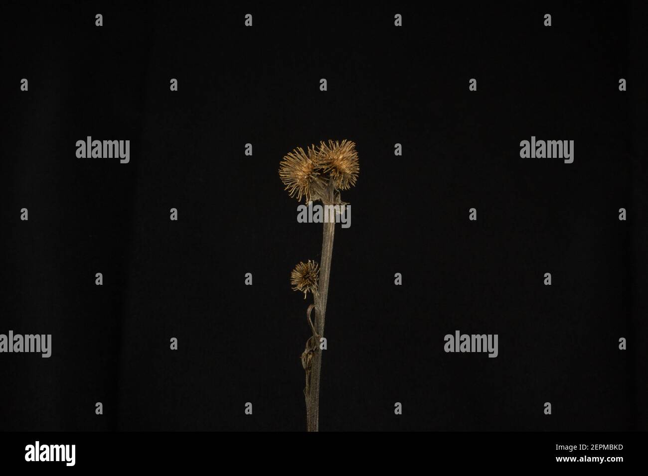 minimalist common Burdock seed heads isolated  with white light on a black background Stock Photo