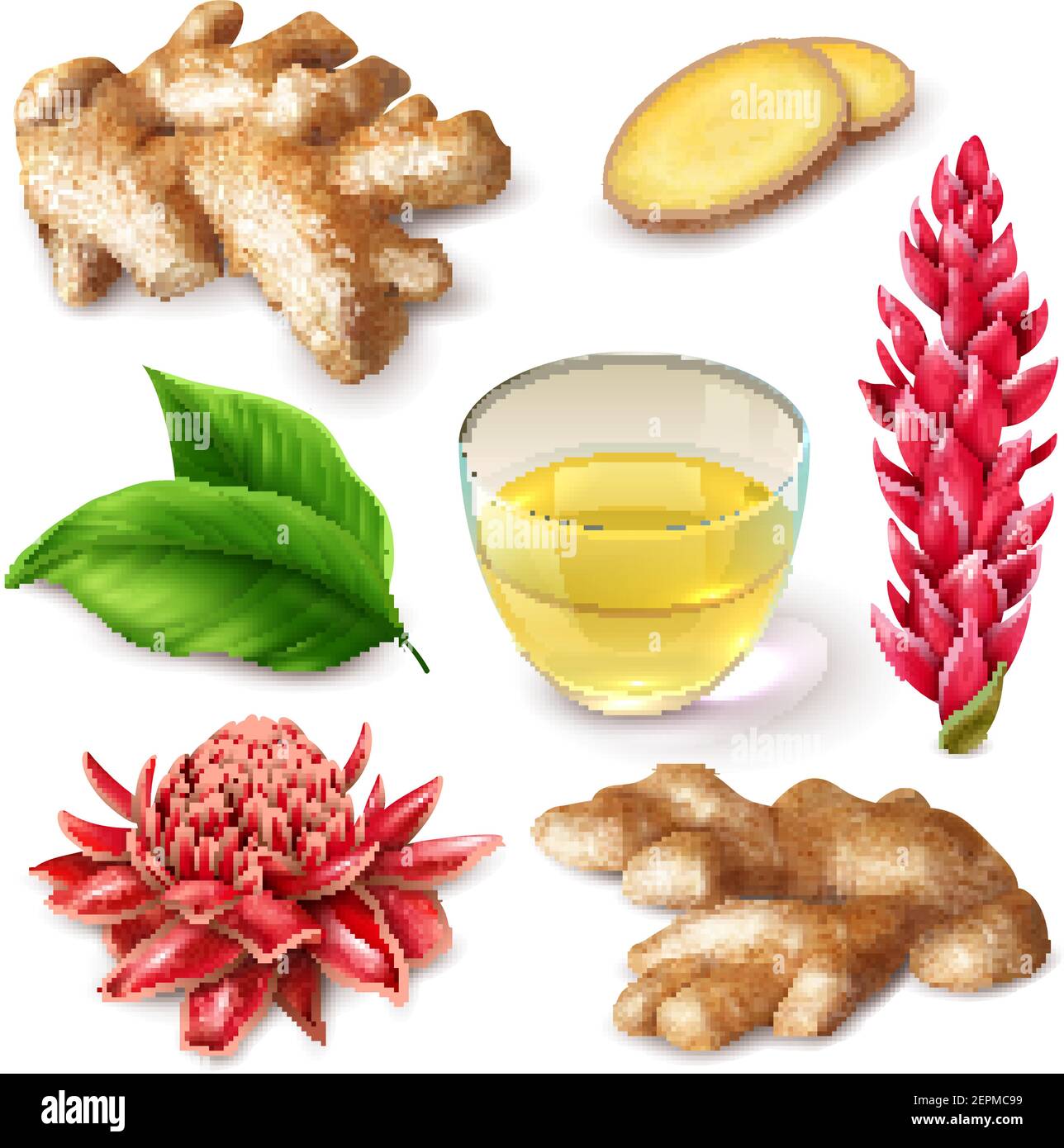 Realistic Ginger Root With Red Flowers Spicy Set With Tea Leaves On White Background Isolated Vector Illustration Stock Vector Image Art Alamy Realistic Ginger Root With Red Flowers Spicy Set With Tea Leaves On White Background Isolated Vector Illustration Stock Vector Image Art Alamy