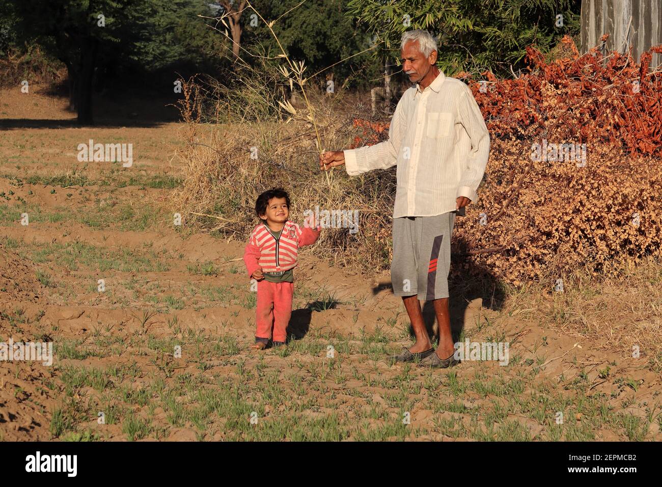 A beautiful Indian young child working with a grandfather in the field , India . concept for India's past smiling child, childhood, children's routine Stock Photo
