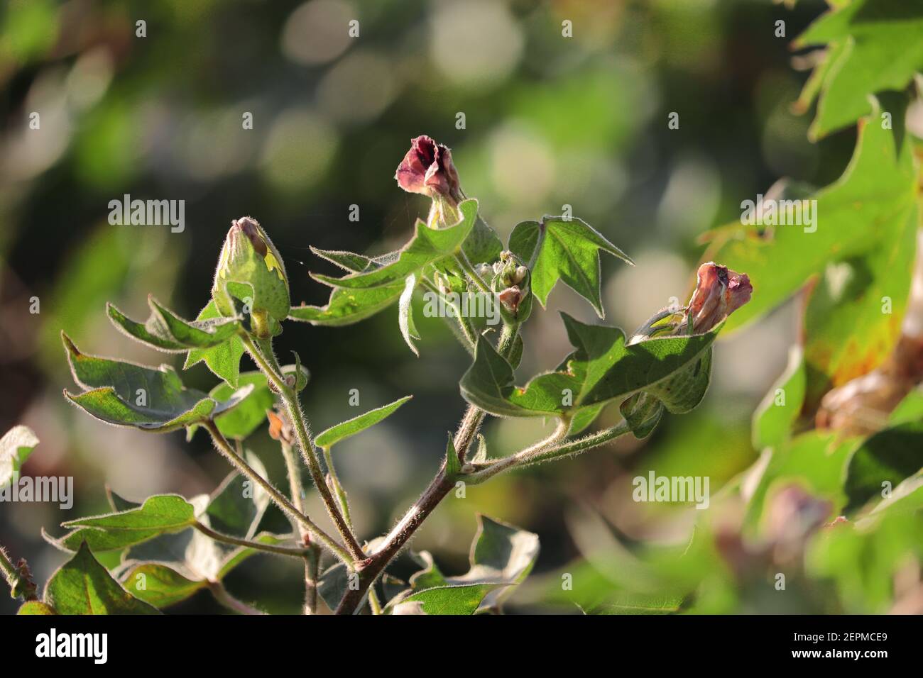 Cotton plant india hi-res stock photography and images - Alamy
