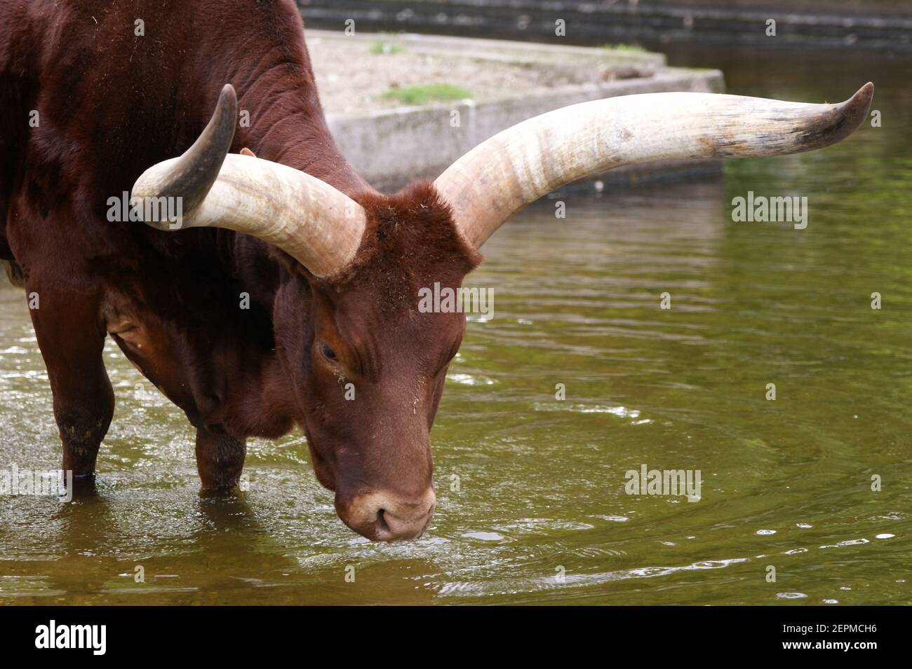 The large of the big buffalo with horns Stock Photo - Alamy