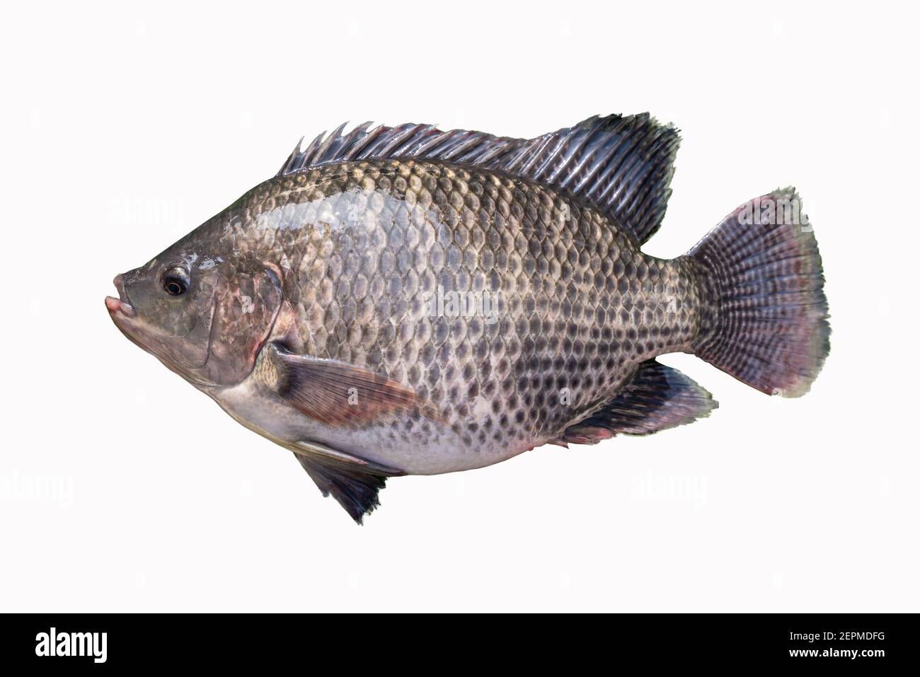 Big plentiful fat tilapia fish isolated on white background. Stock Photo