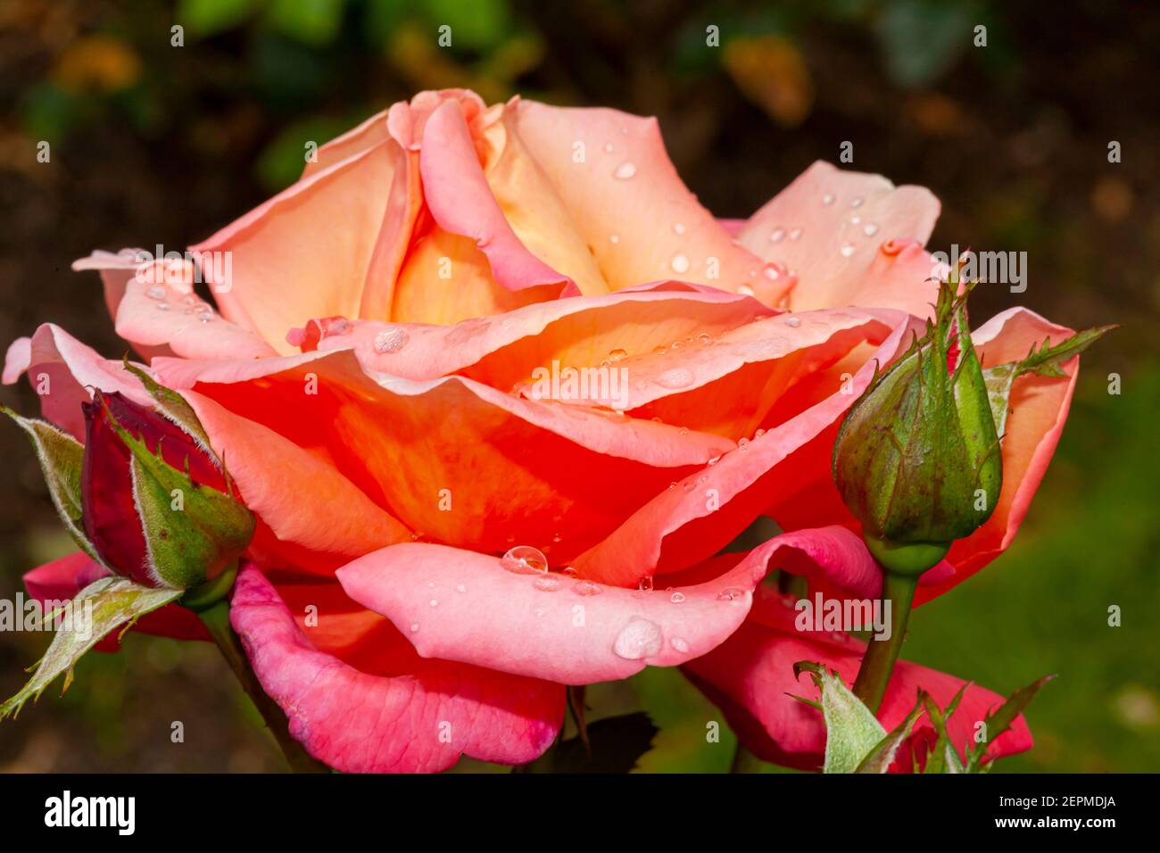 A close up isolated image of a granada hybrid tea rose with pink, yellow, orange color shades after rain. Rain drops are on the petals. A fully blosso Stock Photo