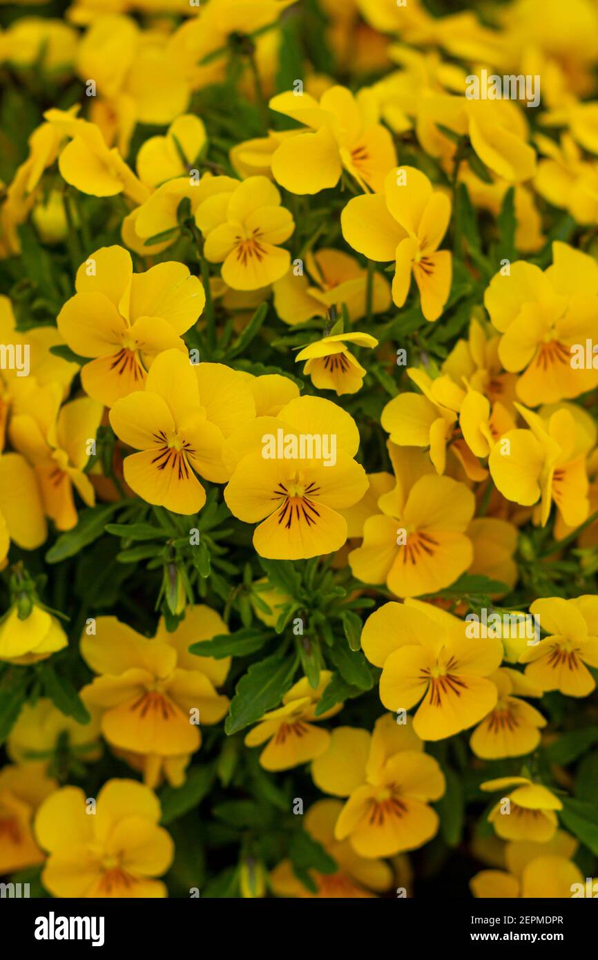Close up image of a cluster of viola pedunculata flowers  also known as california golden violet, johny jump up or yellow pansy. These perennial plant Stock Photo