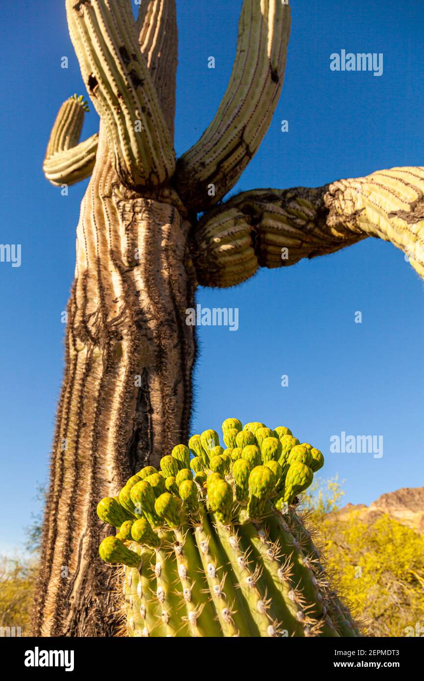 Close up image of endemic Saguaro Cactus (Carnegiea gigantea) Fruits