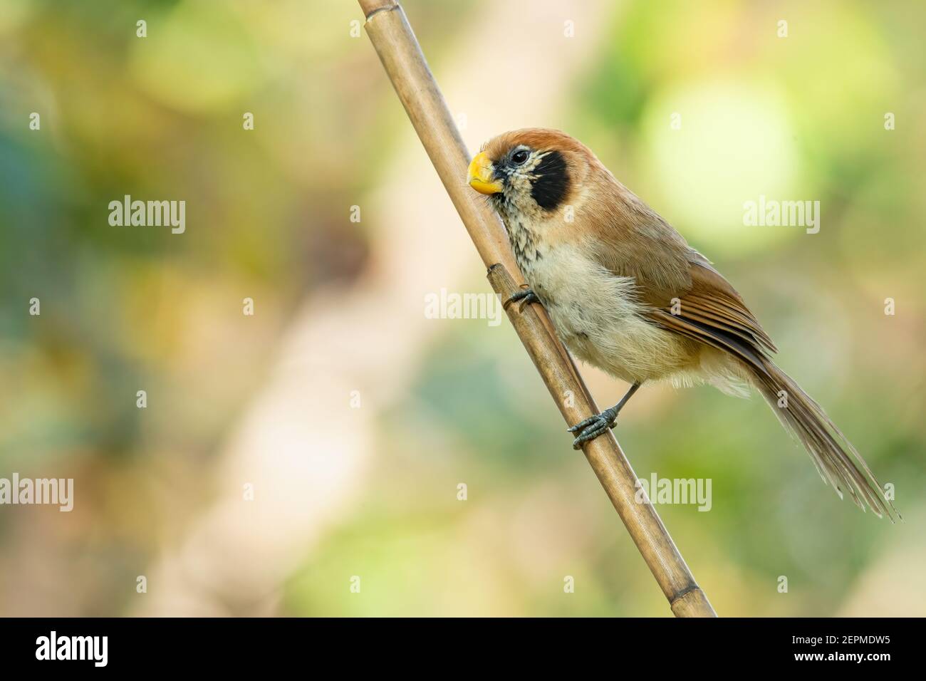Spot-breasted Parrotbill perching on a perch looking into a distance Stock Photo