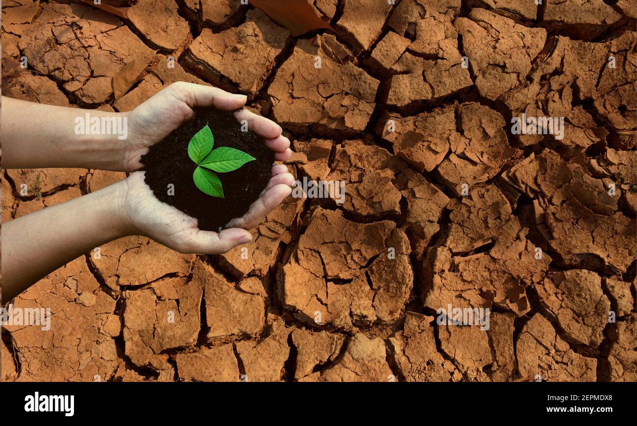 Top view hands holding tree growing on cracked earth. Saving environment and natural conservation concept with tree planing on green globe earth. Stock Photo