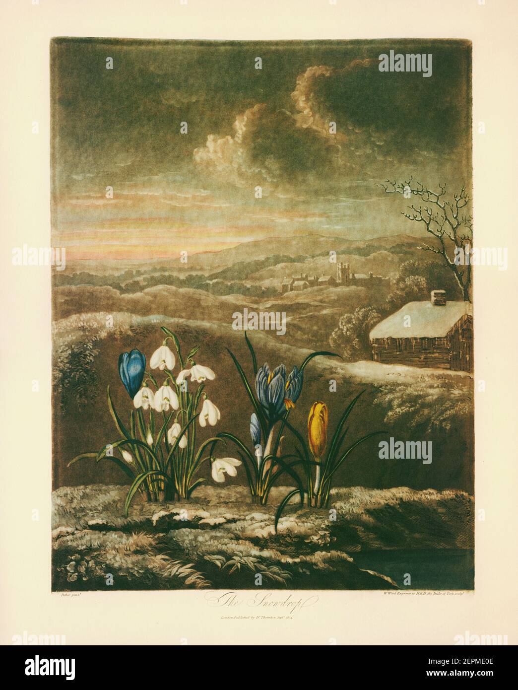 The Snowdrop. Galantus Nivalis L., Crocus Nudiflorus Sm. Published by Robert John Thornton (1768-1837), an English physician and botanical writer, in Stock Photo