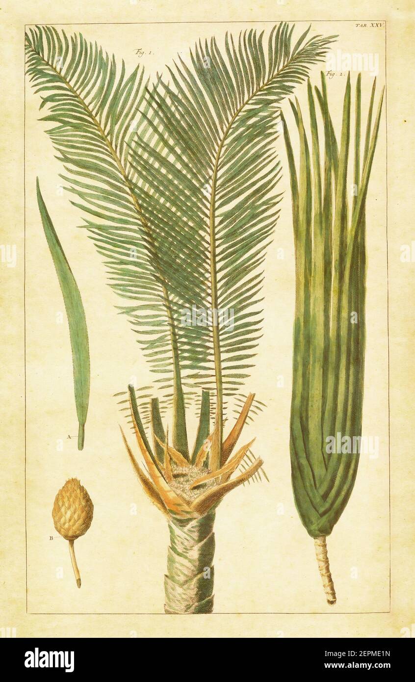 Palmae (Palm trees) botanical illsutration, Table XXV. Hand-colored copperplate engraving published in Cabinet of natural curiosities Stock Photo