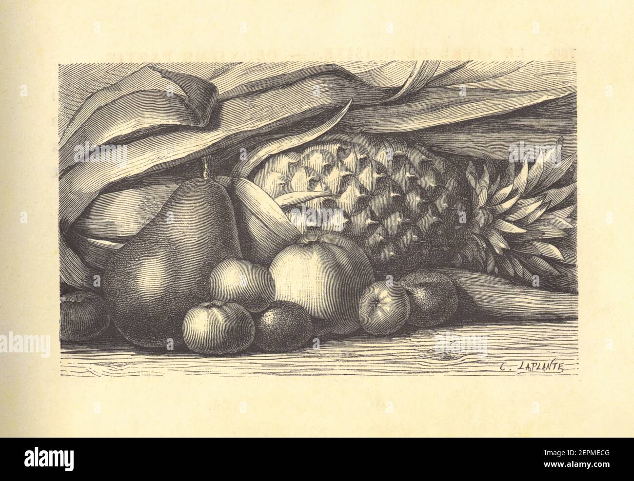 Antique illustration of fruits. Published in Le livre de cuisine, par Jules Goufe, Librarie Hachette et Cie (Paris, 1874). Stock Photo