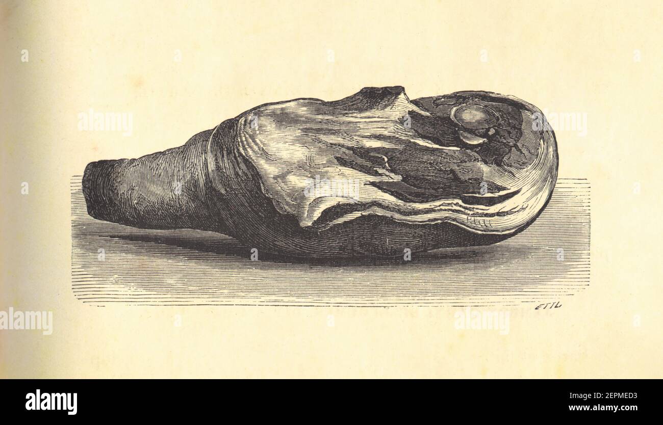 Antique illustration of ham, or a cured pork leg. Published in Le livre de cuisine, par Jules Goufe, Librarie Hachette et Cie (Paris, 1874). Stock Photo