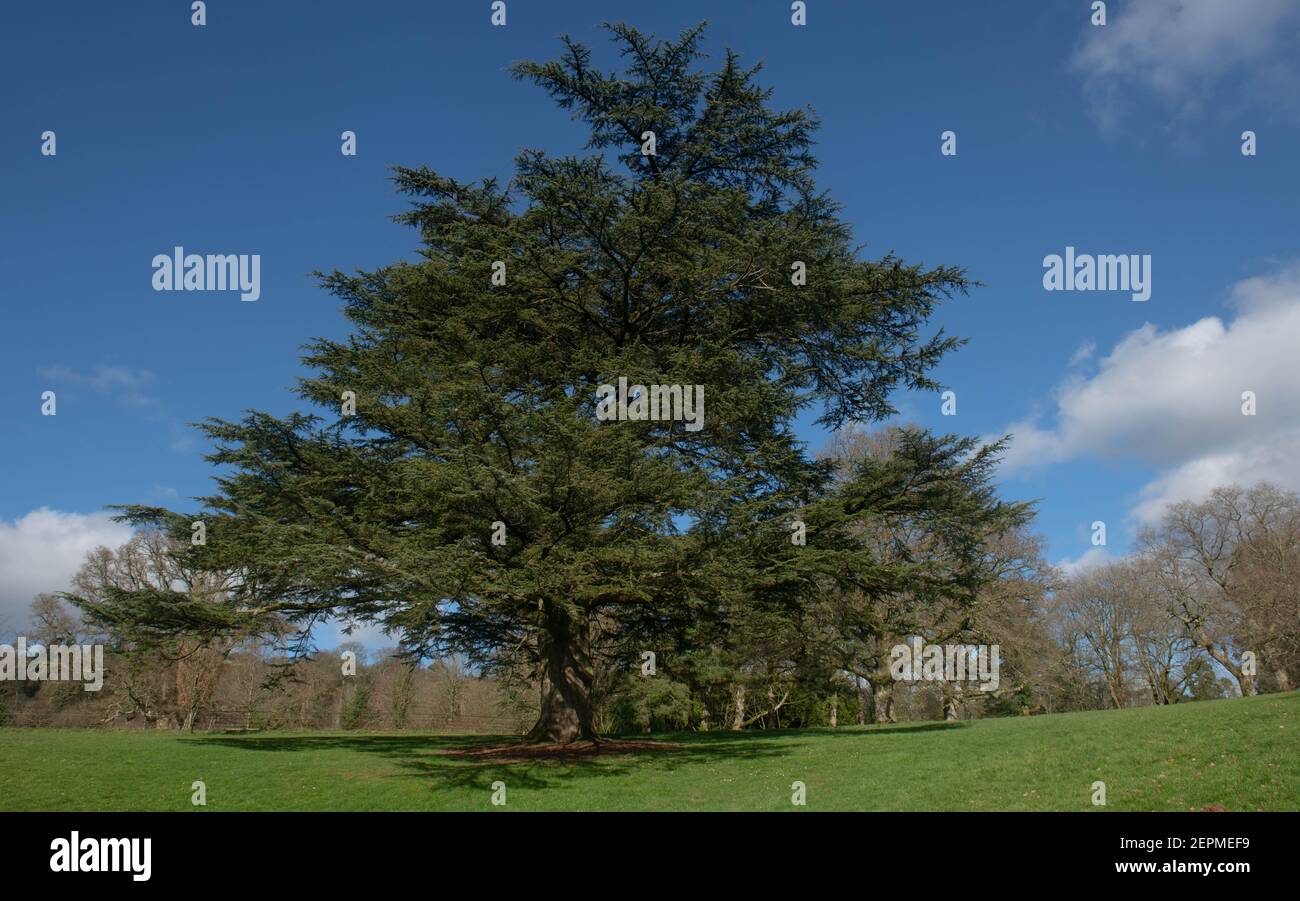 Winter Foliage of an Evergreen Coniferous Cedar of Lebanon Tree (Cedrus libani) with a Bright Blue Sky Background Growing in a Park in Rural Devon Stock Photo