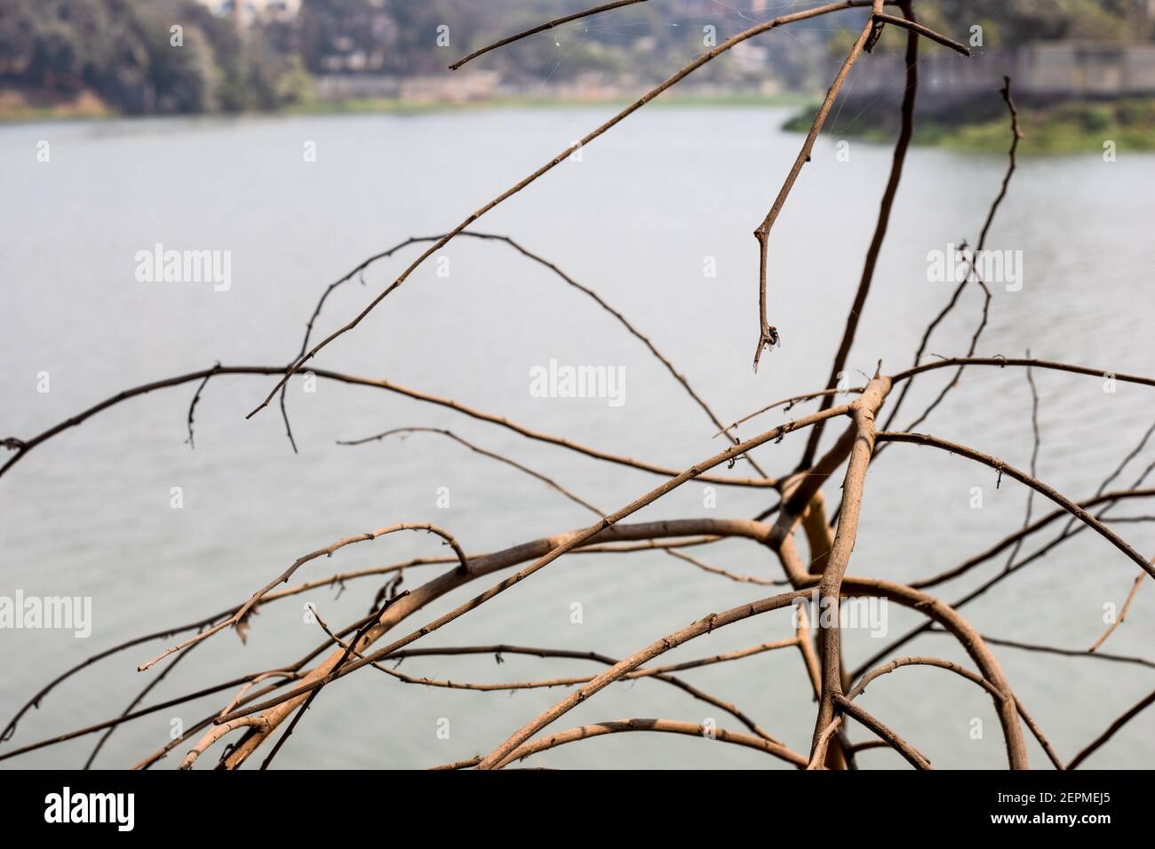 Dead tree branches close up above the river Stock Photo